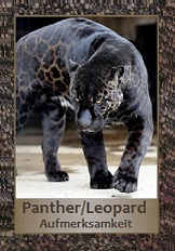 Panther/Leopard