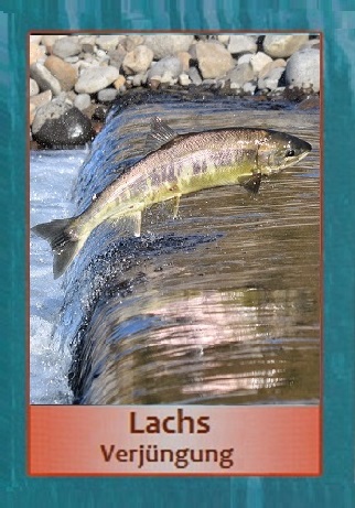 Lachs