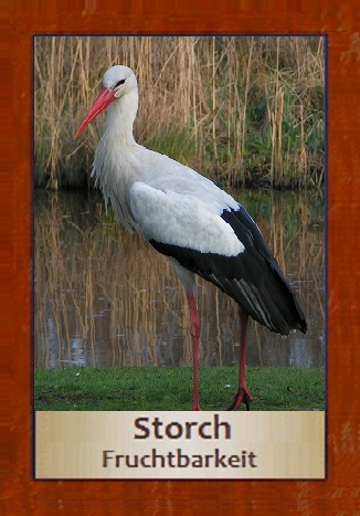 Storch